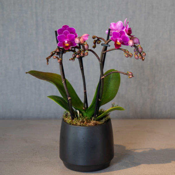 Orquídia rosa mini - Flors Bahí