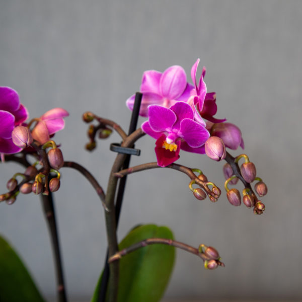 Orquídia rosa mini - Flors Bahí