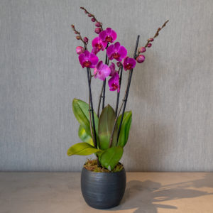 Orquídia rosa - Flors Bahí