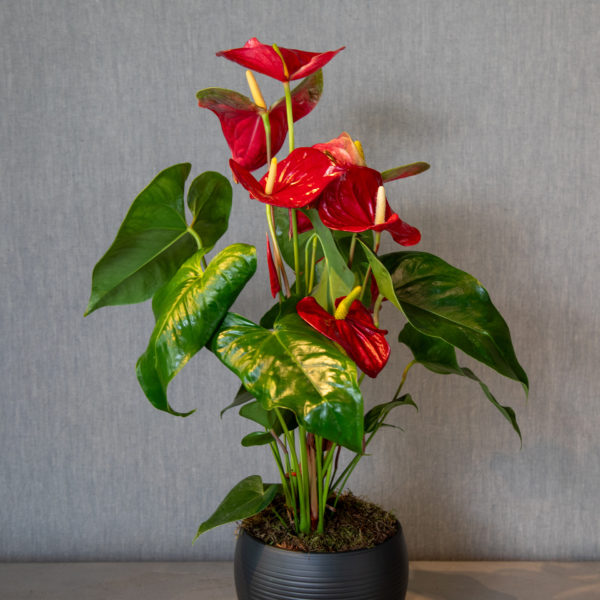 Anthurium vermell - Flors Bahí