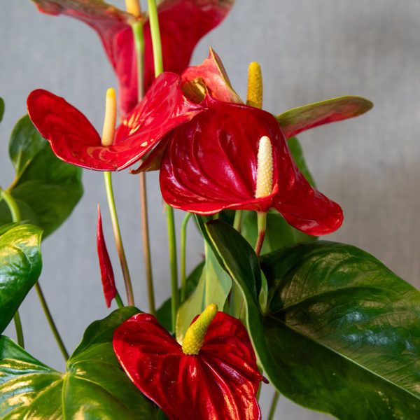 Anthurium vermell - Flors Bahí