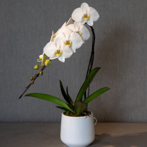 Orquídia cascada L - Flors Bahí
