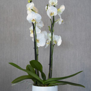 Orquidia blanca - Flors Bahí