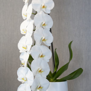 Orquidia cascada XL - Flors Bahí