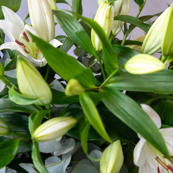 Ram Lilium blanc - Flors Bahí